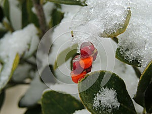 Red berrie in a snowy bush