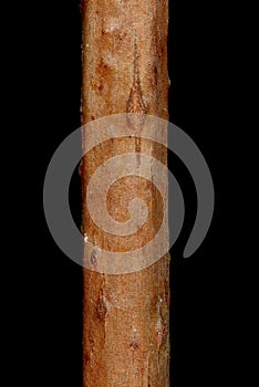 Red-Berried Elder (Sambucus racemosa). racemosa). Wintering Twig Detail Closeup
