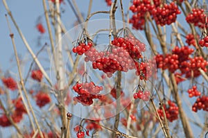 Red berries photo