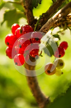 Red berries