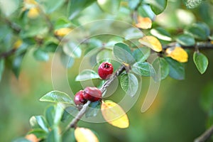 Red berries