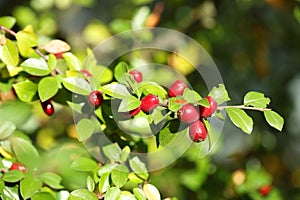 Red berries