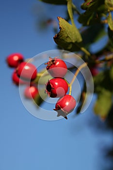 Frutti di bosco 