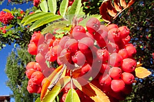 Red berries