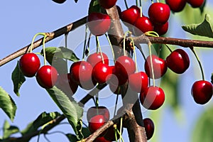 Red berries