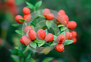 Red berries of Alyxia ruscifolia. Plant closeup photo