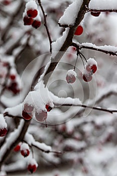 Red berries, apples on the branches under a layer of snow. Falling snow, snowy , macro photography. Winter photo