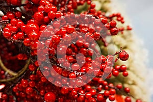 Red berries as background for hollidays photo