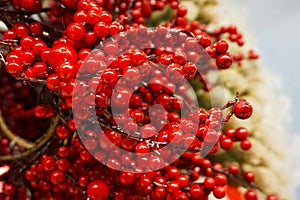 Red berries as background for hollidays