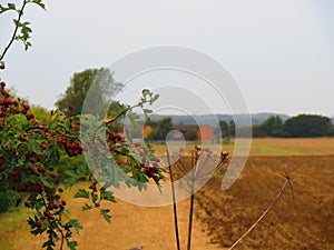red berries on the background of a rural landscape