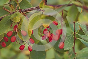 Red berries of barberry on a background of blurred foliage