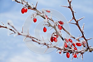 Red berries of barberry covered with hoarfrost.