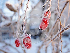 Red berries of a barberry hang from the bare branches of the plant. The fruits are covered with hoarfrost, the garden is covered