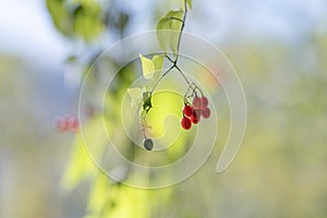 Red berries of bittersweet (solanum dulcamara)