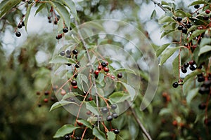 Red berries on a branch