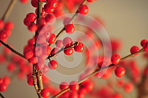 Red berries on branch