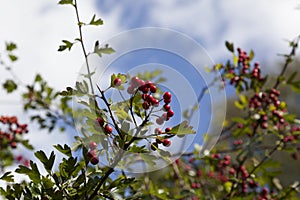 Frutti di bosco 1 