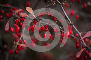 Red berries on a branch of bushes for hungry birds