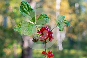 Red berries on branch with green leaves in the forest
