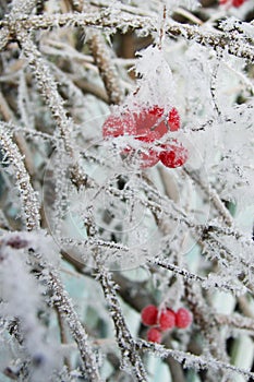 Red berries on branch in hoarfrost