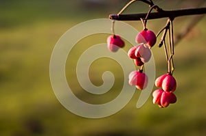 Red berries on the branch during sunset, Euonymus