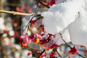 Red berries on the branch during sunset, European spindle, Euonymus europaeus with snow.