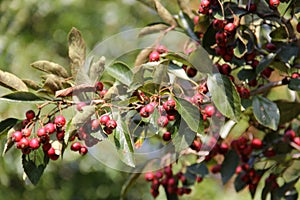 Red berries on a branch of a wild shrub in Mount Loretto Unique Area in the fall, Staten Island, NY