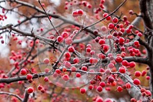 Red berries on branches through icy glass