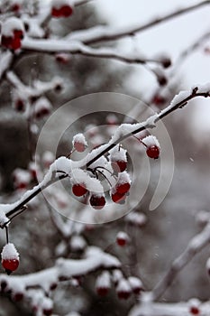 Red berries on branches under a layer of snow. Falling snow, snowy , macro photography. Winter photo, wallpaper