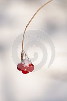 Red berries bundle on one little branch with snow on top. Minimalist Botanical macro winter scene. Natural nature close up plant b