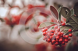 Whitebeam Sorbus aria.