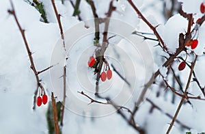 Red berries on a bush branch under the snow. In the winter garden, a barberry branch with frozen red berries on a cold day. Barber