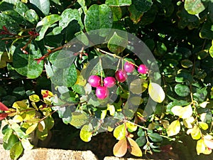 Syzygium Australe bush with berry berries photo