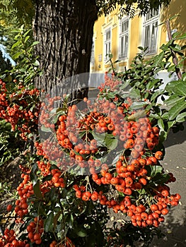 Red berries in the bush on the street