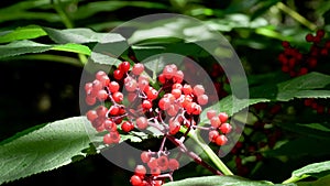 Red berries at cape flattery in the olympic national park