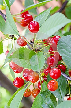 Red berries of cherry, cherries ripen on tree branch