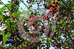 Red berries of cherry hang on a branch. green foliage and fresh berries