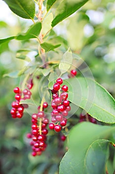 Red berries in cluster on the tree branch