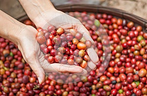 Red berries coffee beans on agriculturist hand