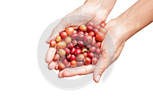 Red berries coffee beans on agriculturist hand isolate