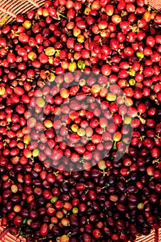 red berries coffee beans in basket top view