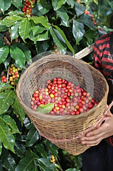 Red berries coffee beans on basket wooden