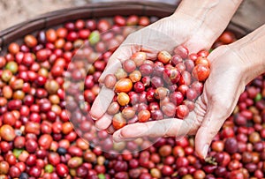 Red berries coffee