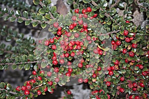 Cotoneaster horizontalis branch with red fruit photo