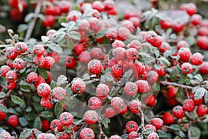 Red berries (cotoneaster horizontalis) under frost. photo