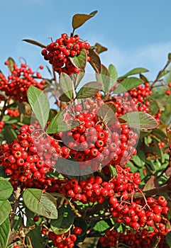 Red berries of Cotoneaster lacteus
