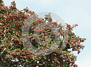 Red berries of Cotoneaster lacteus