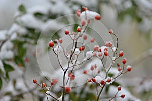 Red berries are covered by first snow