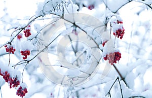 Red berries covered with snow hanging from tree branch.