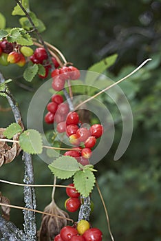 Dioscorea communis red fruit